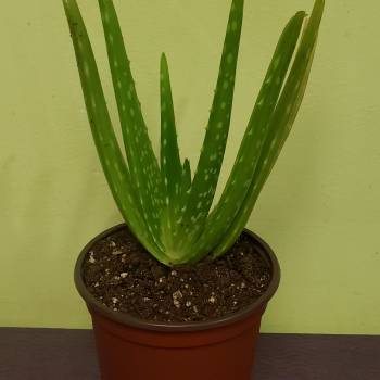 Aloe Plant