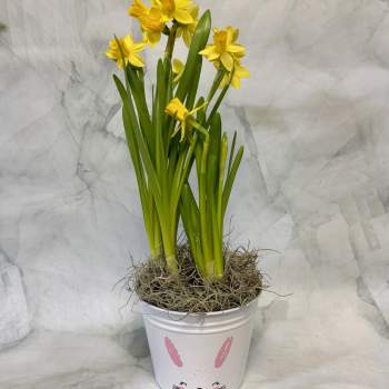 Bunny Field of Daffodils