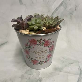 Potted assortment of small succulents in a white floral metal container labeled “Best Mom Ever”.