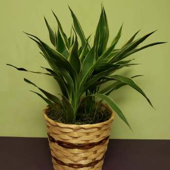 Potted green plant in a woven basket