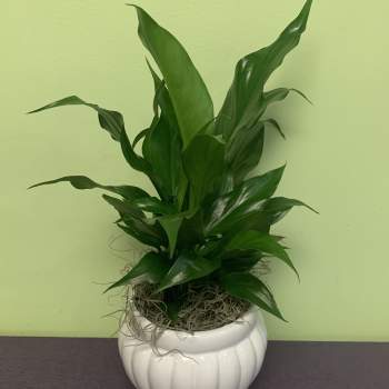 Potted green plant in a white ceramic planter