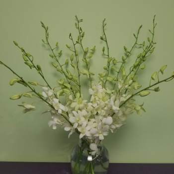 White orchid stems arranged in a clear glass vase