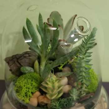 Dome Shaped Terrarium with Lid