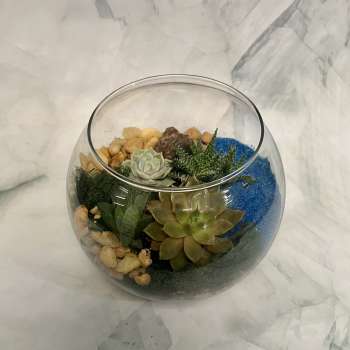 Glass bowl terrarium with assorted green succulents, stones, and bright blue sand