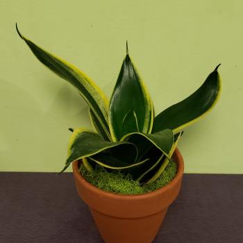 Small Snake Plant