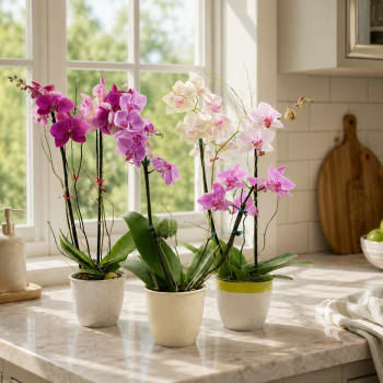 Phalaenopsis Orchids!!!