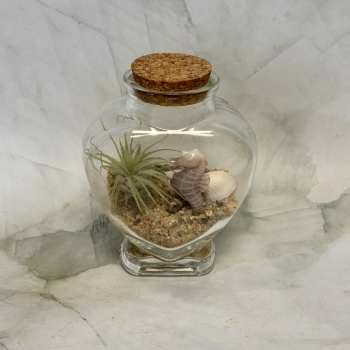 Glass terrarium jar with an air plant, sand, and a small seahorse figurine
