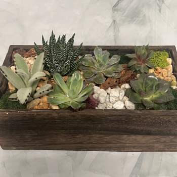 Rectangular wooden planter with assorted succulents and decorative stones