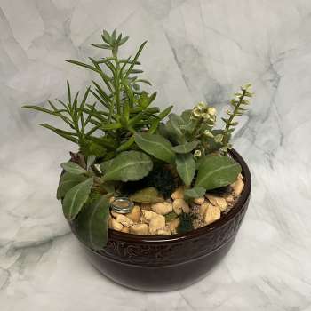 Succulent arrangement in a dark ceramic bowl with decorative stones