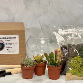 DIY succulent terrarium kit with three potted succulents, glass bowl, soil, moss, rocks, and tools