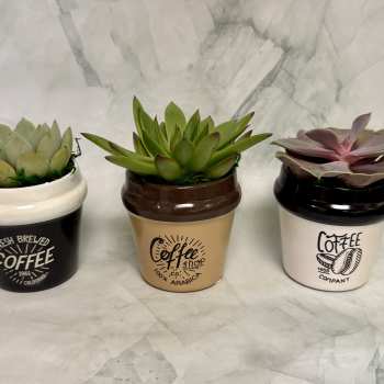 Double Shot Espresso Succulent Planter (One Plant)