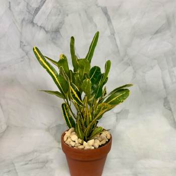 Potted croton plant with green and yellow variegated leaves
