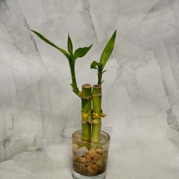Two lucky bamboo stalks in a glass vase with pebbles