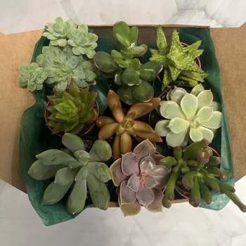 Box of assorted potted succulents in green and purple tones