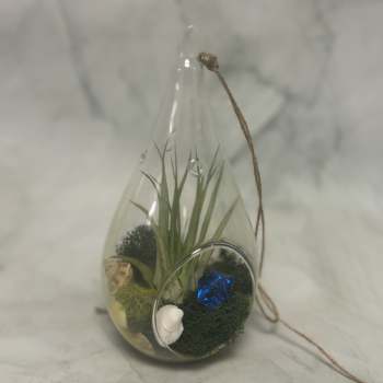 Small glass terrarium with air plant, moss, shells, and a blue gem