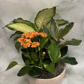 Potted plant with orange flowers and variegated green leaves in a ceramic bowl