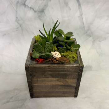 Succulent arrangement in a square wooden planter with decorative moss