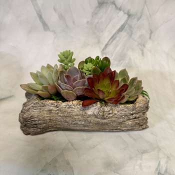 Concrete Log Succulent Garden