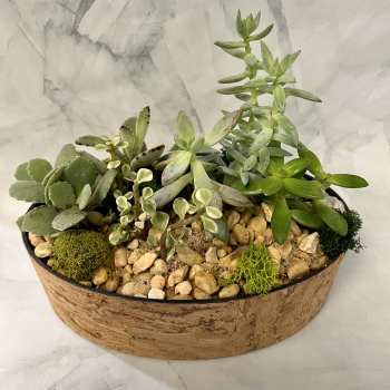 Succulent arrangement in a shallow round planter with pebbles