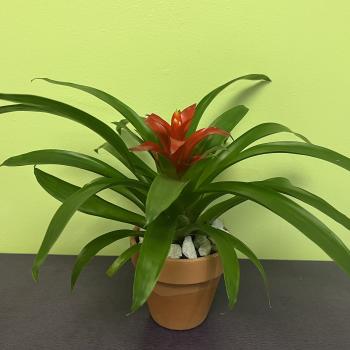 Potted bromeliad with red bloom and long green leaves