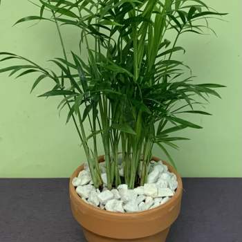 Potted palm plant in a terracotta pot with white stones