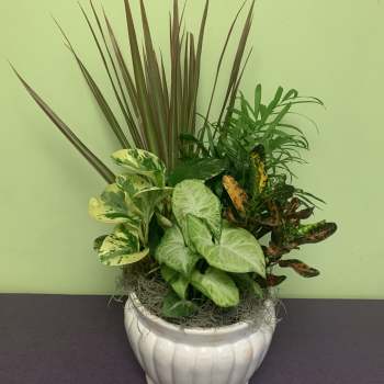 Mixed potted houseplants in a white ceramic planter
