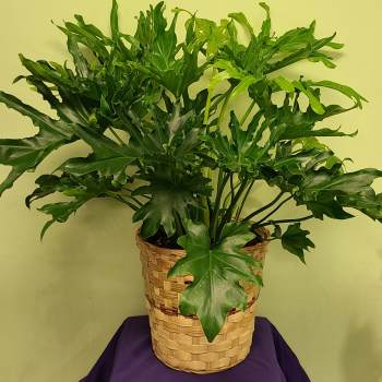 Potted green plant in a woven basket planter