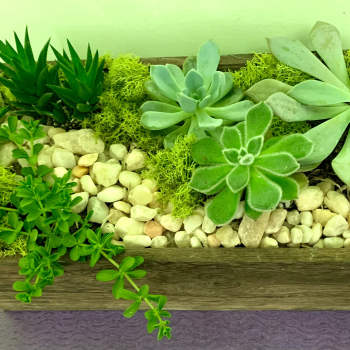 Succulent arrangement in a rectangular wooden planter with pebbles and moss