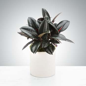 Dark-leaved potted plant in a white cylindrical planter