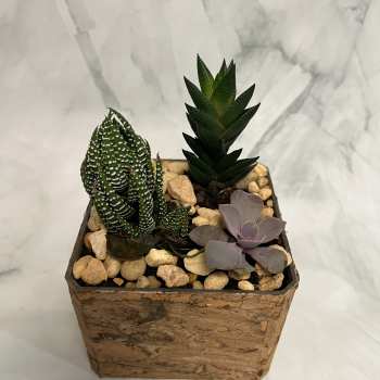 Small succulent arrangement in a square wooden planter with decorative stones