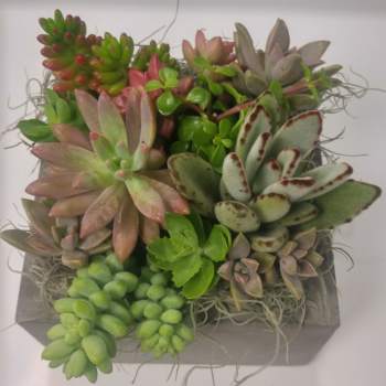 Succulent arrangement in a gray rectangular planter with trailing air plant strands