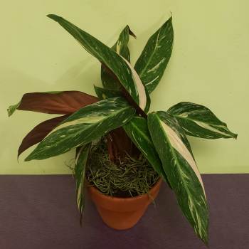Variegated potted plant with long green and cream leaves in a terracotta pot
