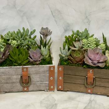 Leather Detailed Wooden Succulent Planter (One Planter)