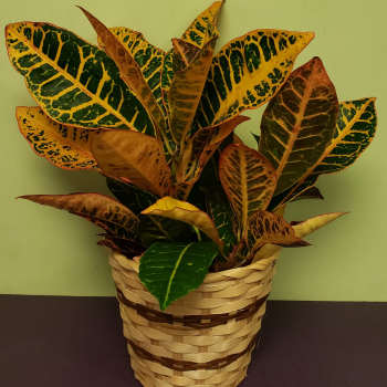 Croton plant in a woven basket planter