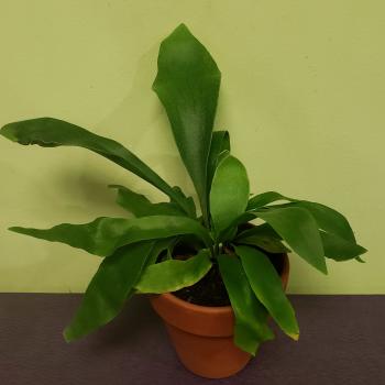 Potted green leafy plant in a terracotta pot