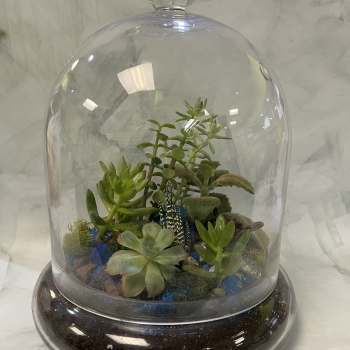 Large Dome Shaped Terrarium