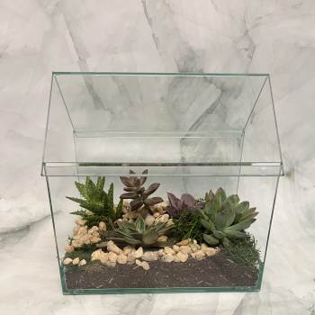 In My House Terrarium