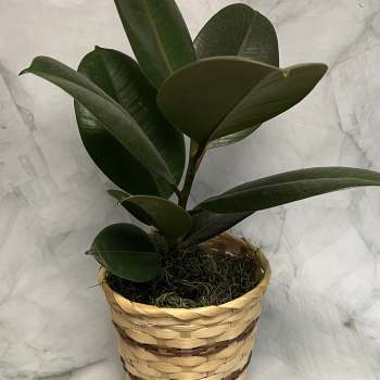 Potted rubber plant in a woven basket planter