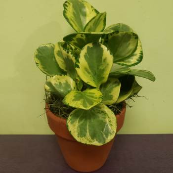 Variegated potted plant in a terracotta pot