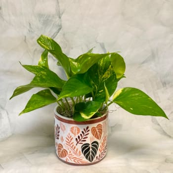Potted pothos plant with variegated green leaves in a decorative ceramic pot