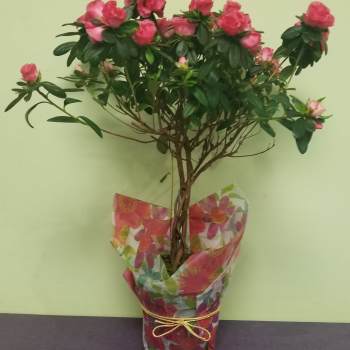 Braided Azalea Tree