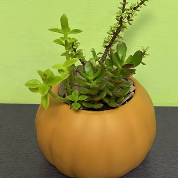Succulent plant in a round orange pumpkin-shaped pot