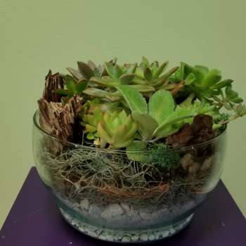 Succulent arrangement in a clear glass bowl with bark and stones