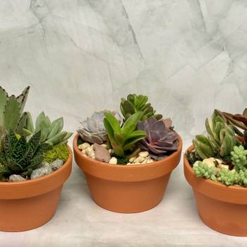 Three small succulent arrangements in orange pots