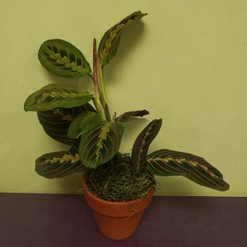 Potted prayer plant with patterned green leaves in a terracotta pot