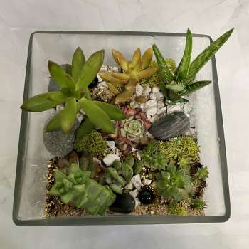 Square glass planter with assorted succulents and decorative stones