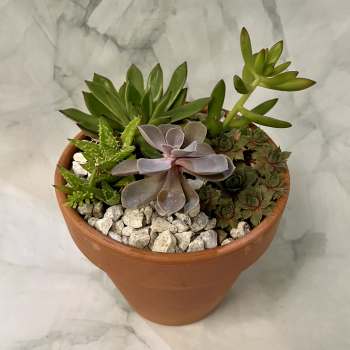 Potted succulent arrangement in a terracotta pot with white stones