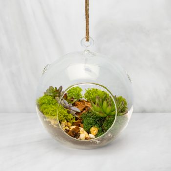 Hanging glass globe terrarium with green succulents, moss, and pebbles.