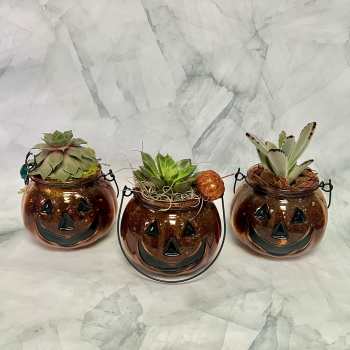 Three pumpkin-shaped glass planters with succulents and Halloween faces