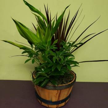 Potted green foliage arrangement in a wooden basket